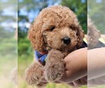 Small Photo #37 Goldendoodle Puppy For Sale in TIMBERLAKE, NC, USA