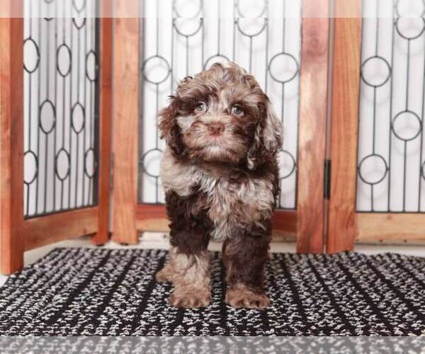 Medium Photo #2 Cock-A-Poo Puppy For Sale in NAPLES, FL, USA