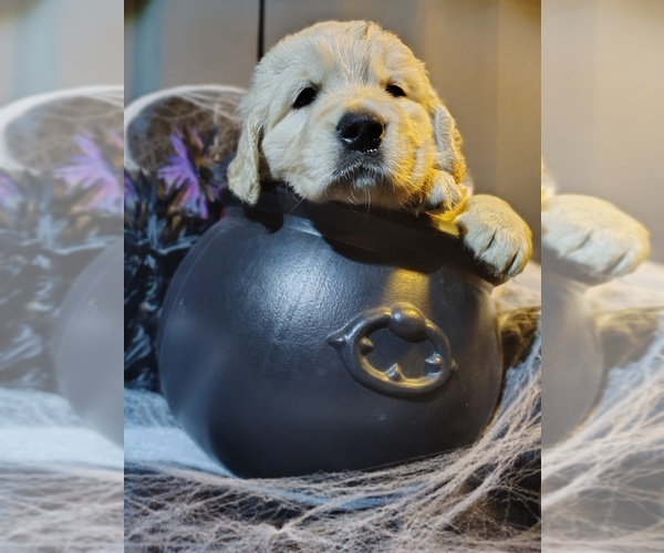 Medium Photo #9 Golden Retriever Puppy For Sale in MODESTO, CA, USA