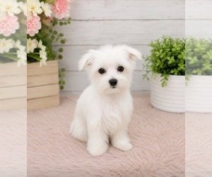 Mother of the Maltese puppies born on 07/11/2026