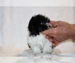 Small #22 ShihPoo