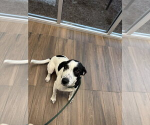 Mutt Dogs for adoption in Hilton Head, SC, USA