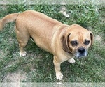 Small Photo #1 Puggle Puppy For Sale in ELKTON, VA, USA