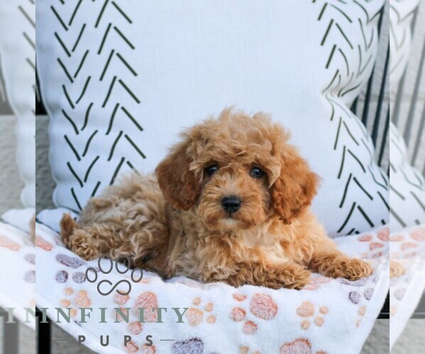 Medium Photo #4 Cavapoo (Miniature) Puppy For Sale in ELIZABETHTOWN, PA, USA