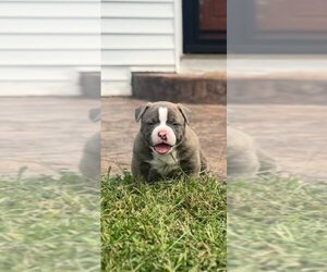 Medium American Bully