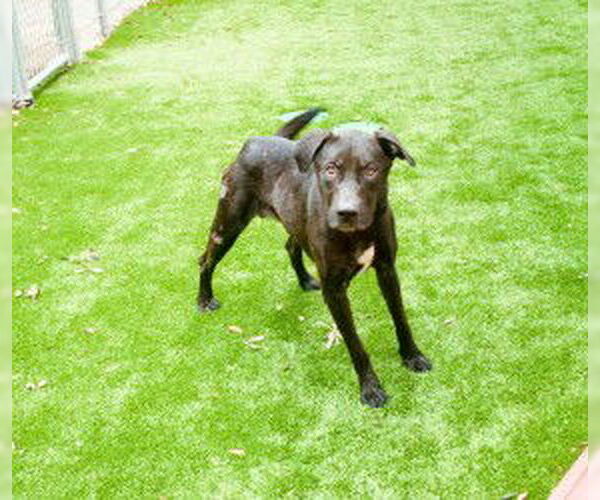 Medium Photo #1 Labrador Retriever-Unknown Mix Puppy For Sale in Sanford, FL, USA