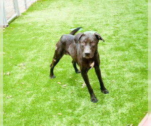 Medium Labrador Retriever Mix