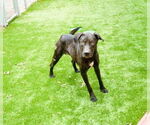 Small Labrador Retriever Mix