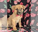 Small Photo #2 Boerboel Puppy For Sale in NOTTINGHAM, PA, USA