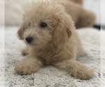 Puppy Abby Poodle (Toy)