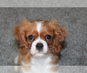 Mother of the Cavalier King Charles Spaniel puppies born on 04/10/2024