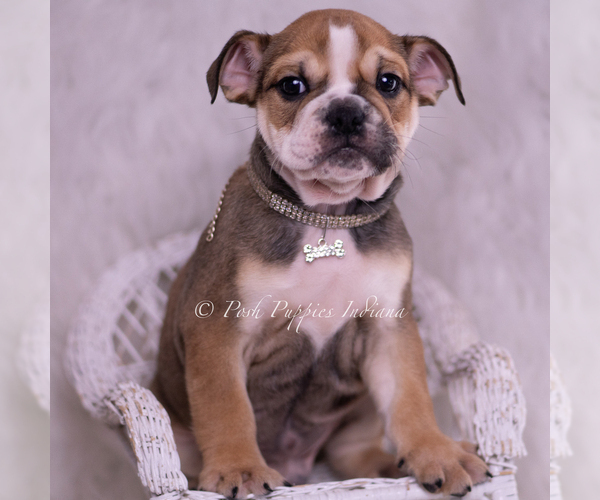 Medium Photo #7 Bulldog Puppy For Sale in WARSAW, IN, USA