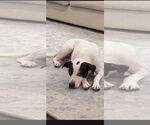 Small #2 Lab-Pointer