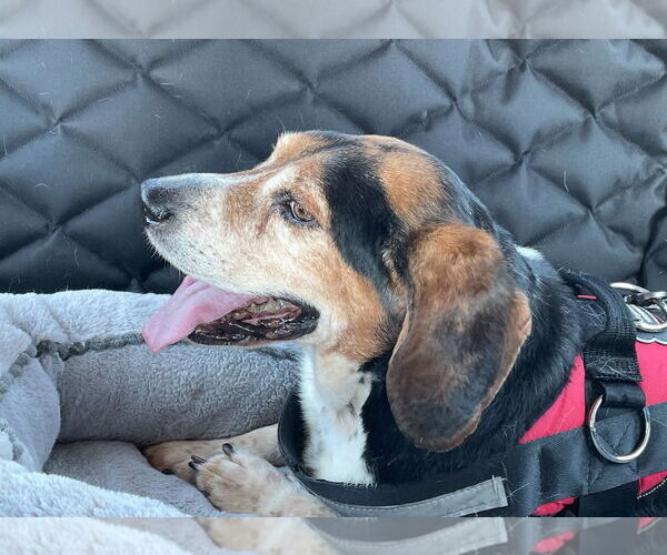 Medium Photo #3 Bagle Hound Puppy For Sale in Brookville, OH, USA
