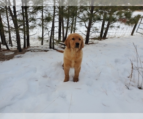 Medium Photo #4 Golden Retriever Puppy For Sale in BLACK FOREST, CO, USA