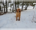 Small Photo #4 Golden Retriever Puppy For Sale in BLACK FOREST, CO, USA