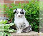 Small #1 Miniature Australian Shepherd