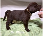Puppy Mr White Labrador Retriever