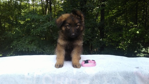 Medium Photo #1 German Shepherd Dog Puppy For Sale in LOGAN, OH, USA