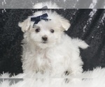 Puppy Frosty Maltese