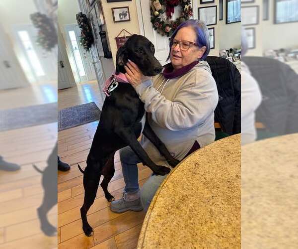 Medium Photo #3 Greyhound Puppy For Sale in Cherry Hill, NJ, USA