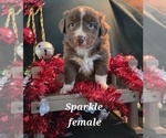Small Photo #16 Australian Shepherd Puppy For Sale in BRIDGEWATER, VA, USA