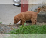 Small #2 Golden Retriever