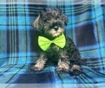 Small #4 Schnauzer (Miniature)