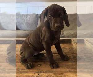 German Shorthaired Pointer Litter for sale in PASCO, WA, USA