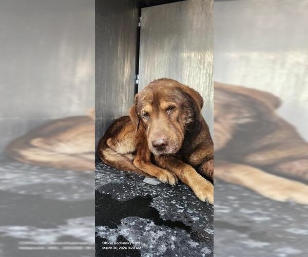 Medium Photo #1 Labrador Retriever-Unknown Mix Puppy For Sale in San Antonio, TX, USA