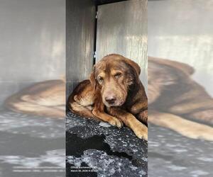 Labrador Retriever-Unknown Mix Dogs for adoption in San Antonio, TX, USA