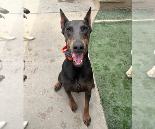 Medium Photo #2 Doberman Pinscher Puppy For Sale in Buffalo, MN, USA