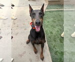 Small #1 Doberman Pinscher