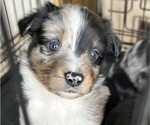 Puppy Blaze Australian Shepherd