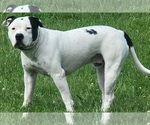 Small #7 American Bulldog