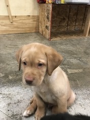 Labrador Retriever Puppy for sale in VICTOR, NY, USA