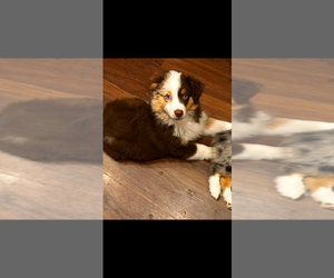 Miniature Australian Shepherd Puppy for sale in INDIANAPOLIS, IN, USA