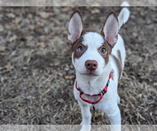 Medium Photo #3 Mutt Puppy For Sale in Gretna, NE, USA
