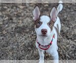 Small Photo #3 Mutt Puppy For Sale in Gretna, NE, USA