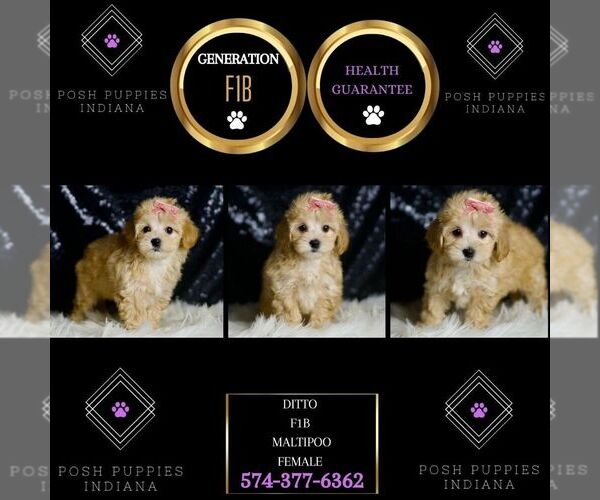 Medium Photo #2 Maltipoo Puppy For Sale in WARSAW, IN, USA