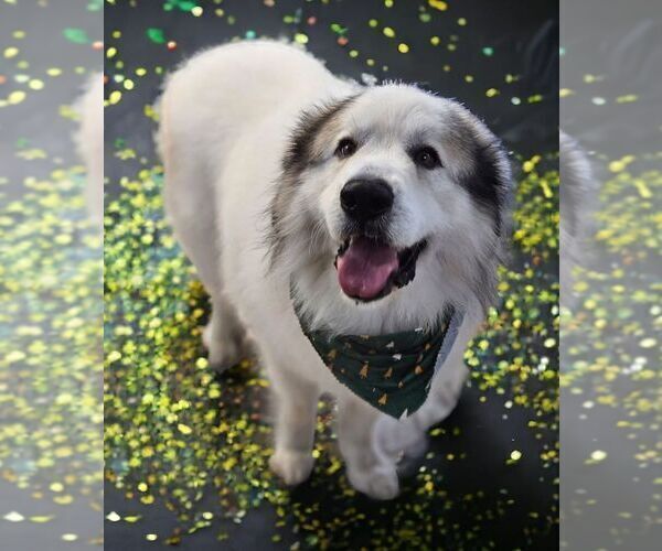 Medium Photo #1 Great Pyrenees Puppy For Sale in JERSEYVILLE, IL, USA