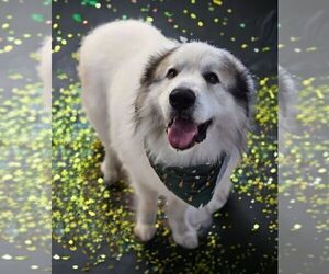 Father of the Great Pyrenees puppies born on 06/02/2025