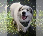 Small Photo #1 Great Pyrenees Puppy For Sale in JERSEYVILLE, IL, USA
