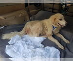 Small #10 Great Pyrenees Mix