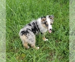 Small Photo #1 Australian Shepherd Puppy For Sale in GARLAND, NC, USA