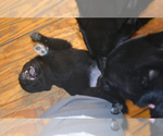Small Photo #4 Schipperke Puppy For Sale in SEYMOUR, MO, USA