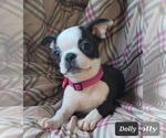 Small Photo #14 Boston Terrier Puppy For Sale in POMEROY, OH, USA