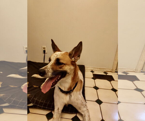 Medium Photo #1 Mutt Puppy For Sale in Hillsboro, MO, USA