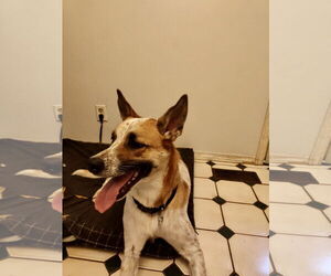 Mutt Dogs for adoption in Hillsboro, MO, USA