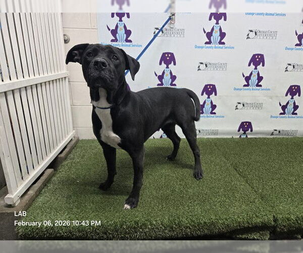 Medium Photo #1 Rottweiler-Unknown Mix Puppy For Sale in Orlando, FL, USA